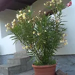 Balaton Сasa de vacaciones *